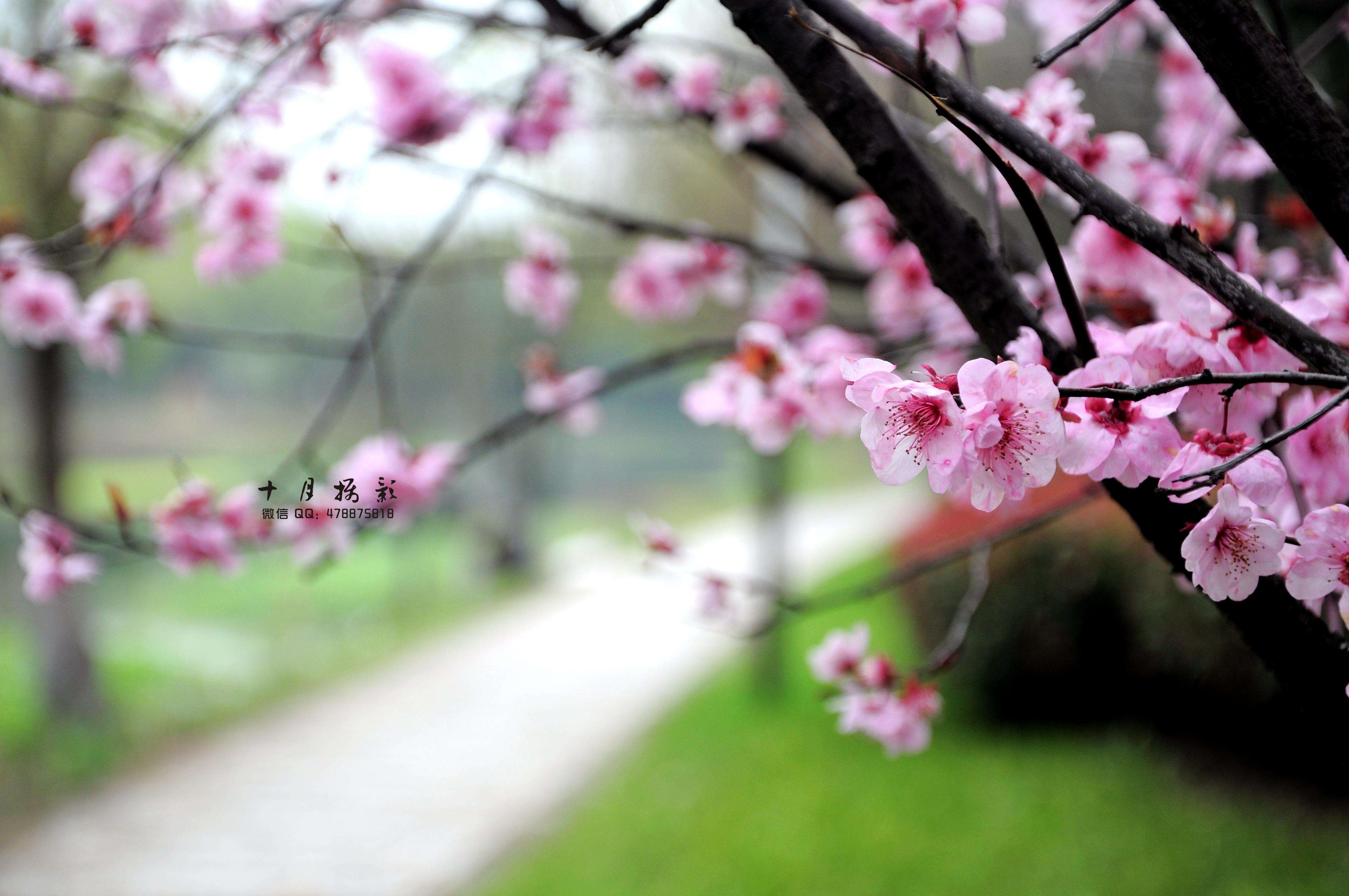 李永刚  散文——《春到人间》